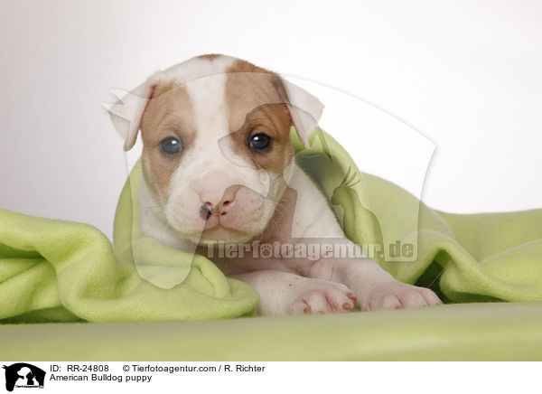 American Bulldog Welpe / American Bulldog puppy / RR-24808