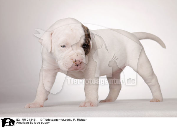 American Bulldog Welpe / American Bulldog puppy / RR-24845