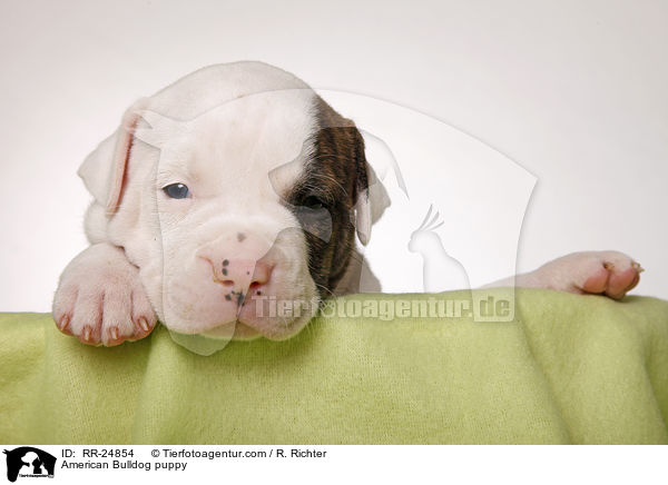 American Bulldog Welpe / American Bulldog puppy / RR-24854
