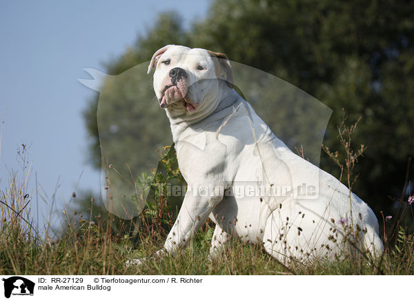 American Bulldog Rde / male American Bulldog / RR-27129