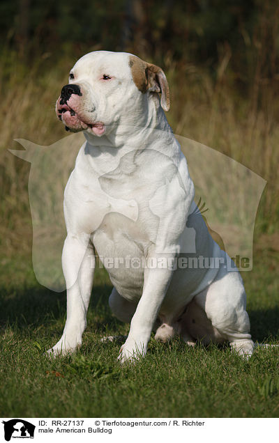 American Bulldog Rde / male American Bulldog / RR-27137