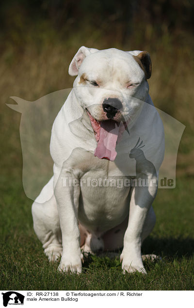 American Bulldog Rde / male American Bulldog / RR-27138