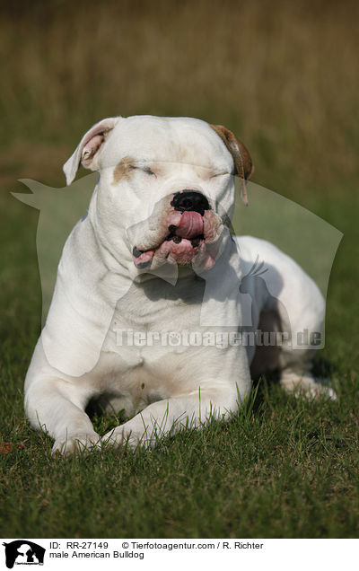 American Bulldog Rde / male American Bulldog / RR-27149