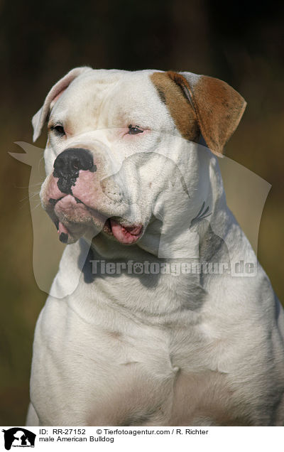 American Bulldog Rde / male American Bulldog / RR-27152