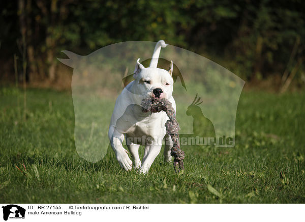 American Bulldog Rde / male American Bulldog / RR-27155