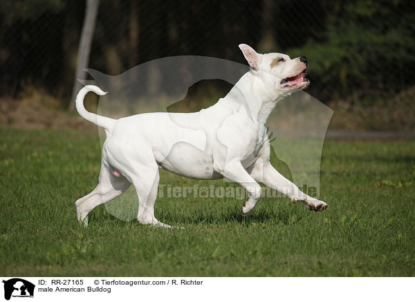 American Bulldog Rde / male American Bulldog / RR-27165