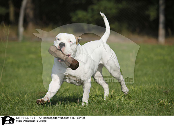 American Bulldog Rde / male American Bulldog / RR-27184