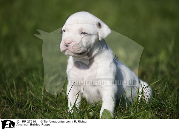 Amerikanische Bulldogge Welpe / American Bulldog Puppy / RR-27216