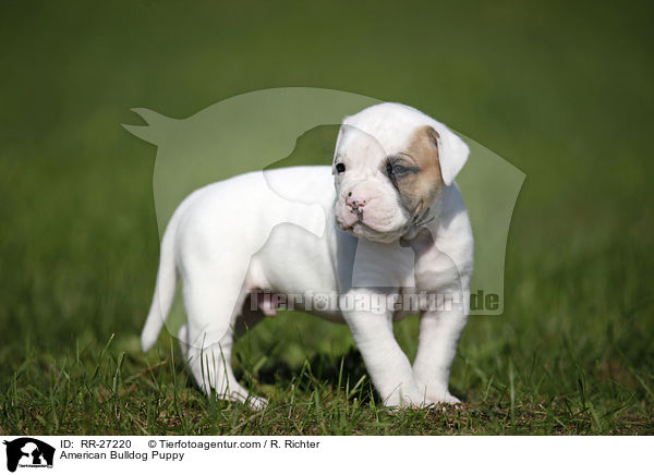 Amerikanische Bulldogge Welpe / American Bulldog Puppy / RR-27220