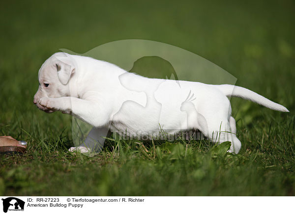 Amerikanische Bulldogge Welpe / American Bulldog Puppy / RR-27223