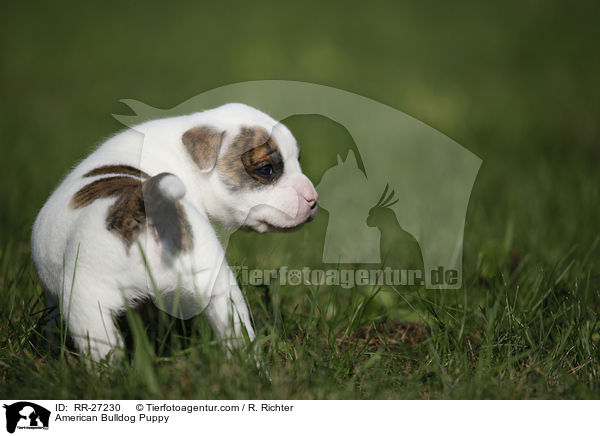 Amerikanische Bulldogge Welpe / American Bulldog Puppy / RR-27230