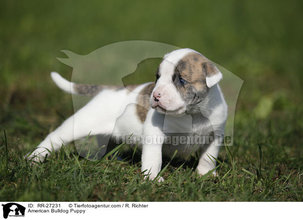 Amerikanische Bulldogge Welpe / American Bulldog Puppy / RR-27231