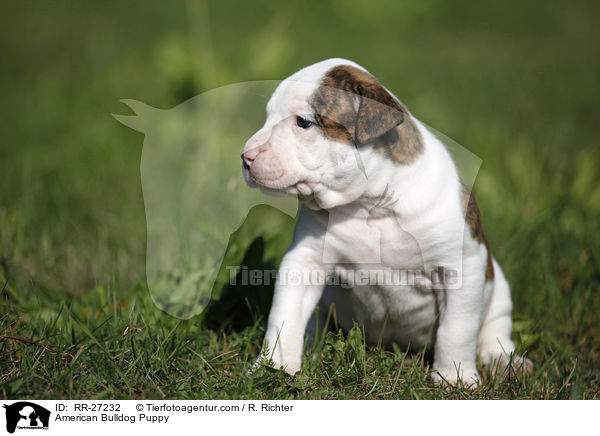 Amerikanische Bulldogge Welpe / American Bulldog Puppy / RR-27232