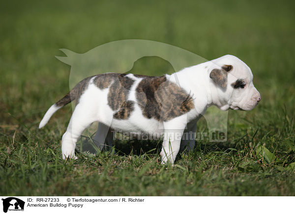 Amerikanische Bulldogge Welpe / American Bulldog Puppy / RR-27233