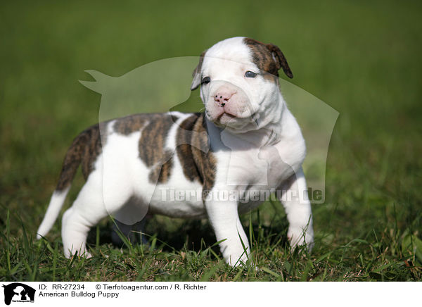 Amerikanische Bulldogge Welpe / American Bulldog Puppy / RR-27234