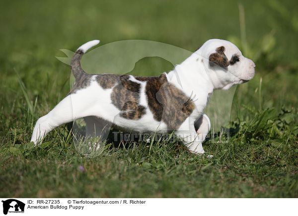 Amerikanische Bulldogge Welpe / American Bulldog Puppy / RR-27235