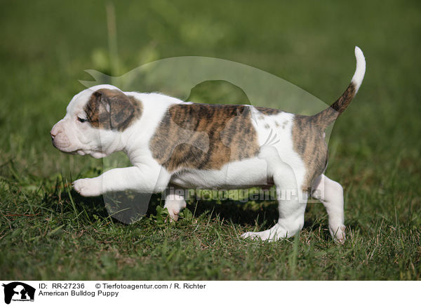 Amerikanische Bulldogge Welpe / American Bulldog Puppy / RR-27236