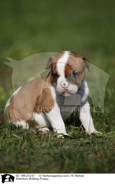 Amerikanische Bulldogge Welpe / American Bulldog Puppy / RR-27237