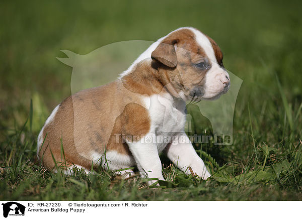 Amerikanische Bulldogge Welpe / American Bulldog Puppy / RR-27239