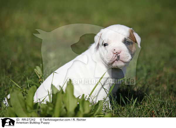 Amerikanische Bulldogge Welpe / American Bulldog Puppy / RR-27242