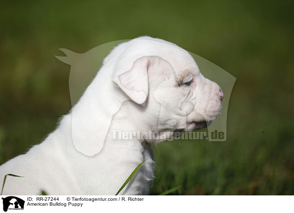 Amerikanische Bulldogge Welpe / American Bulldog Puppy / RR-27244