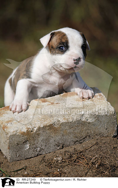 Amerikanische Bulldogge Welpe / American Bulldog Puppy / RR-27249