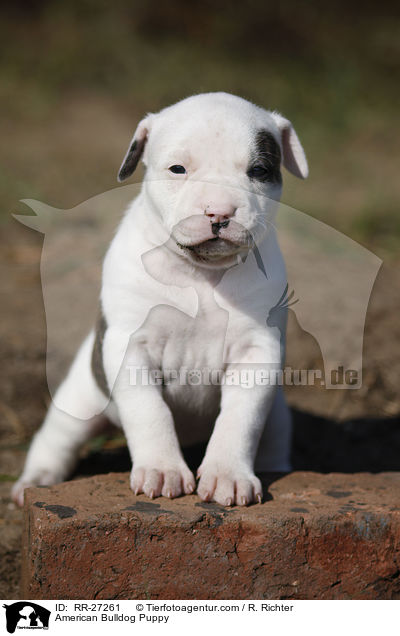 Amerikanische Bulldogge Welpe / American Bulldog Puppy / RR-27261