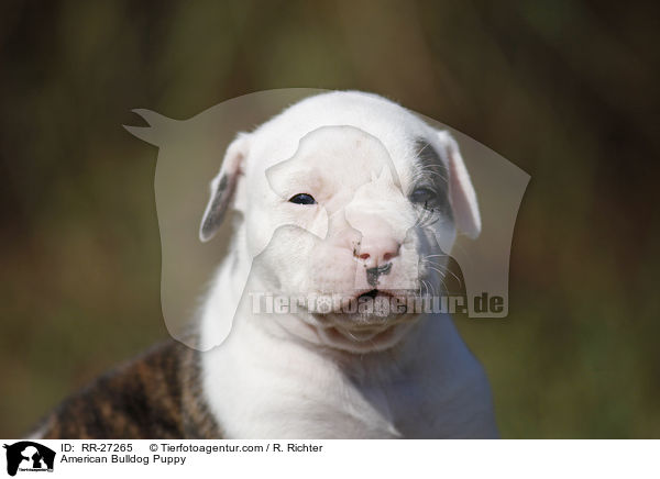 Amerikanische Bulldogge Welpe / American Bulldog Puppy / RR-27265