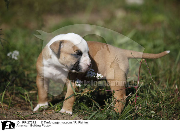 Amerikanische Bulldogge Welpe / American Bulldog Puppy / RR-27272