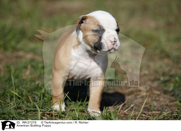 Amerikanische Bulldogge Welpe / American Bulldog Puppy / RR-27276