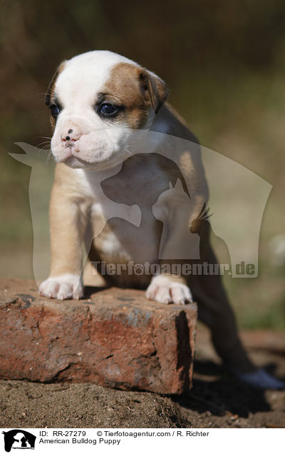 Amerikanische Bulldogge Welpe / American Bulldog Puppy / RR-27279