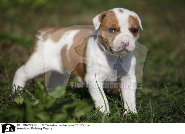 Amerikanische Bulldogge Welpe / American Bulldog Puppy / RR-27286