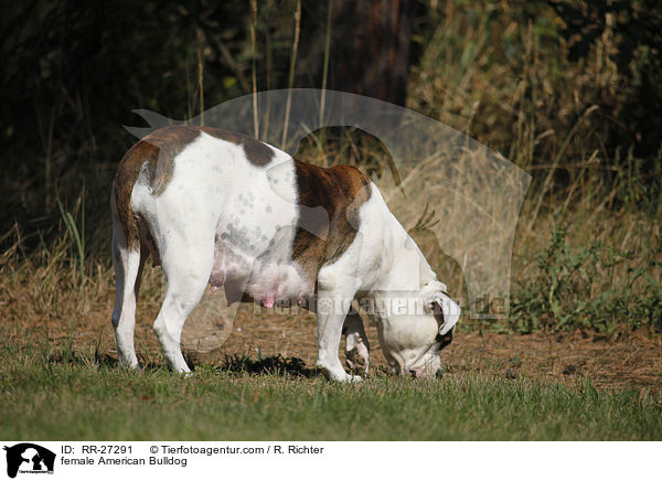 Amerikanische Bulldogge Hndin / female American Bulldog / RR-27291