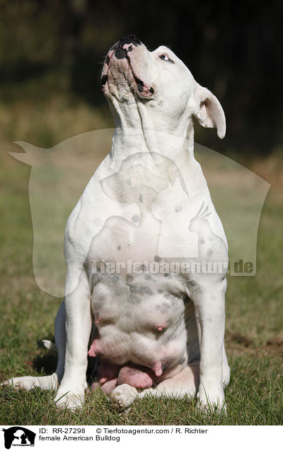 Amerikanische Bulldogge Hndin / female American Bulldog / RR-27298