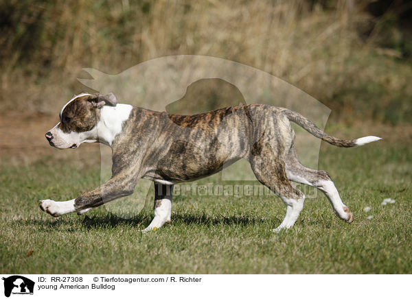 junge Amerikanische Bulldogge / young American Bulldog / RR-27308