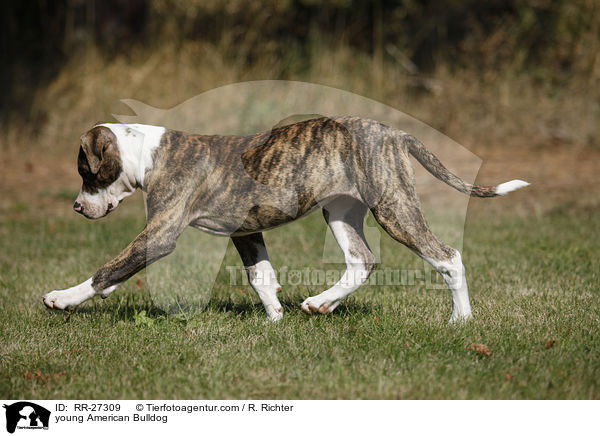 junge Amerikanische Bulldogge / young American Bulldog / RR-27309