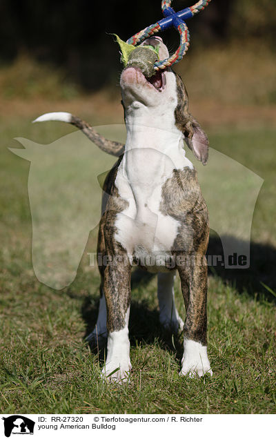 junge Amerikanische Bulldogge / young American Bulldog / RR-27320