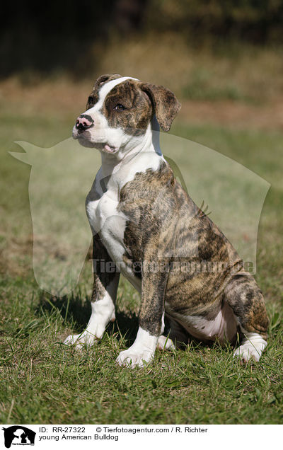 junge Amerikanische Bulldogge / young American Bulldog / RR-27322