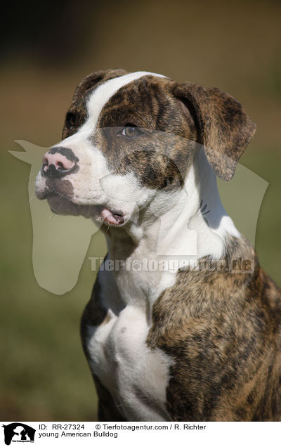 junge Amerikanische Bulldogge / young American Bulldog / RR-27324