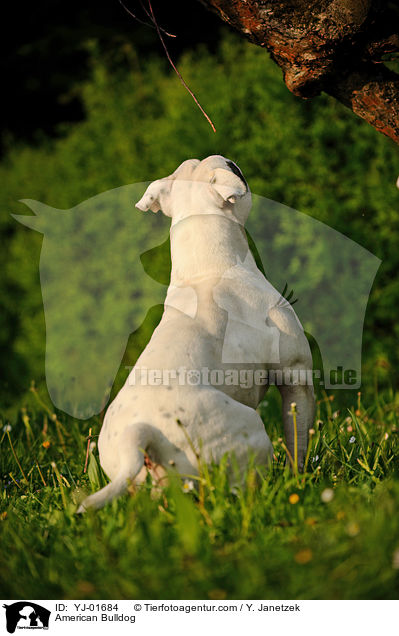 American Bulldog / American Bulldog / YJ-01684