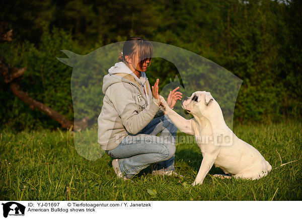 American Bulldog zeigt Trick / American Bulldog shows trick / YJ-01697