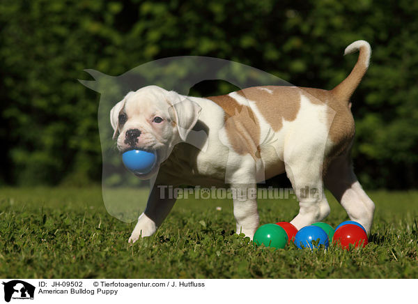 American Bulldog Welpe / American Bulldog Puppy / JH-09502