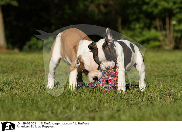 American Bulldog Welpen / American Bulldog Puppies / JH-09603