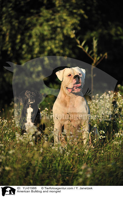 American Bulldog und Mischling / American Bulldog and mongrel / YJ-01986