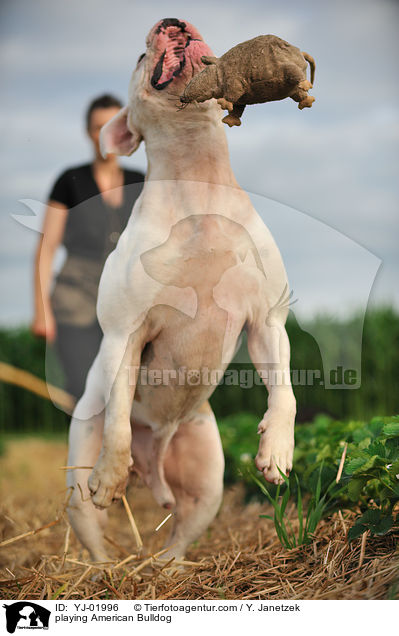 spielender American Bulldog / playing American Bulldog / YJ-01996