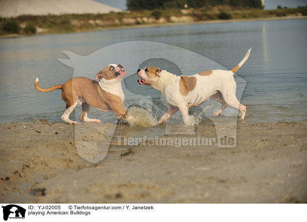 spielende American Bulldogs / playing American Bulldogs / YJ-02005