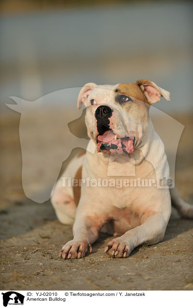 American Bulldog / American Bulldog / YJ-02010