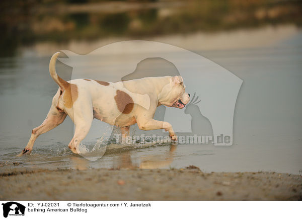 badender American Bulldog / bathing American Bulldog / YJ-02031