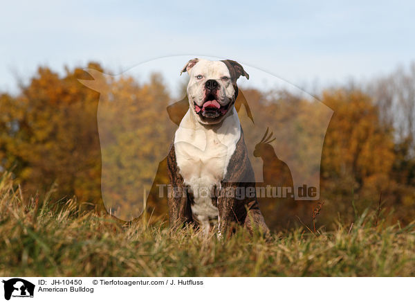 American Bulldog / JH-10450