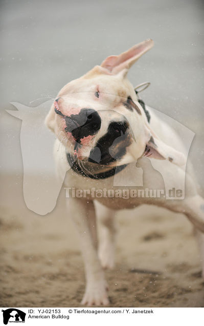 American Bulldog / American Bulldog / YJ-02153